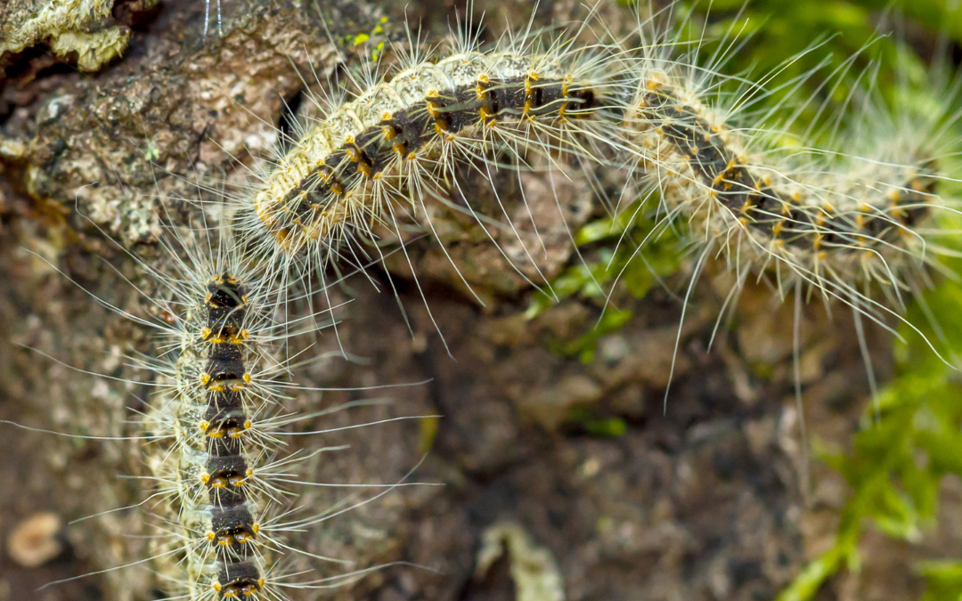 Chenilles processionnaires à Saint-Martin-en-Haut : un danger pour les enfants et animaux