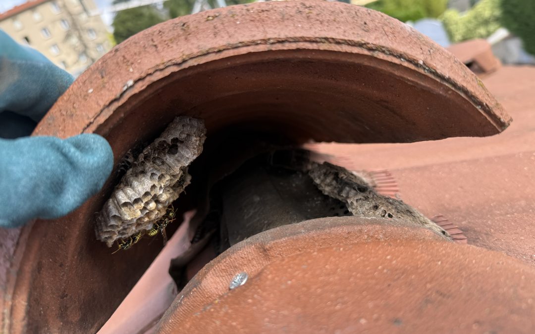 Guêpes & frelons : désinsectisation dans les Monts du Lyonnais pour un été serein