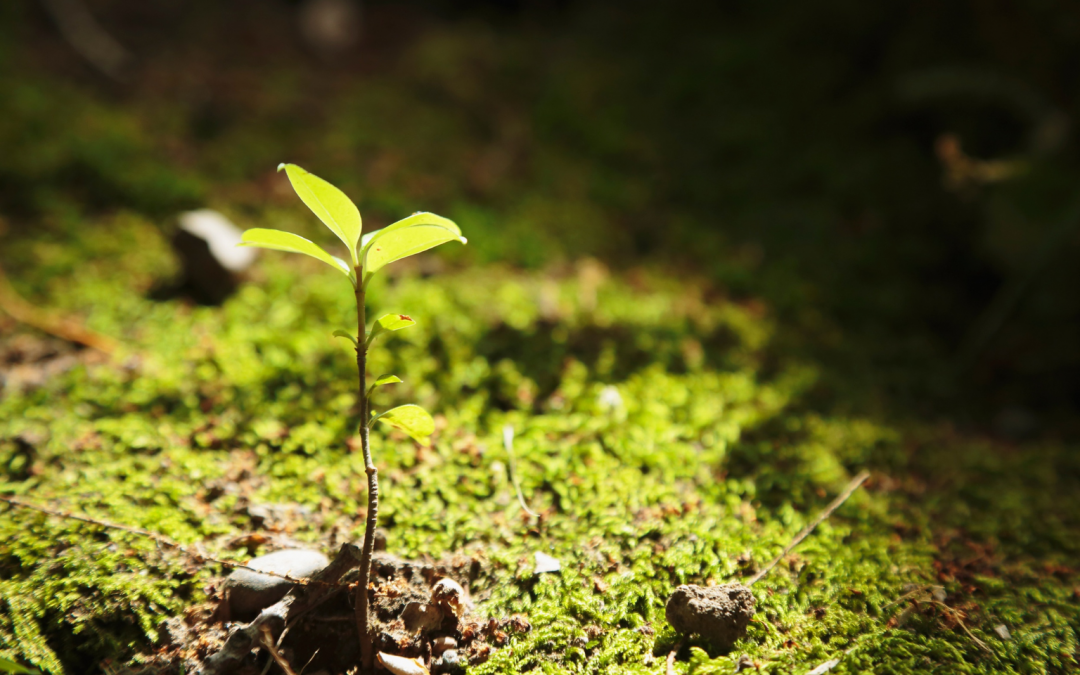 Biocides Naturels et Pièges Non Chimiques : L’Extermination Écologique de Nuisibles dans les Zones Rurales du Rhône (La Solution Zéro Phyto à Brignais)