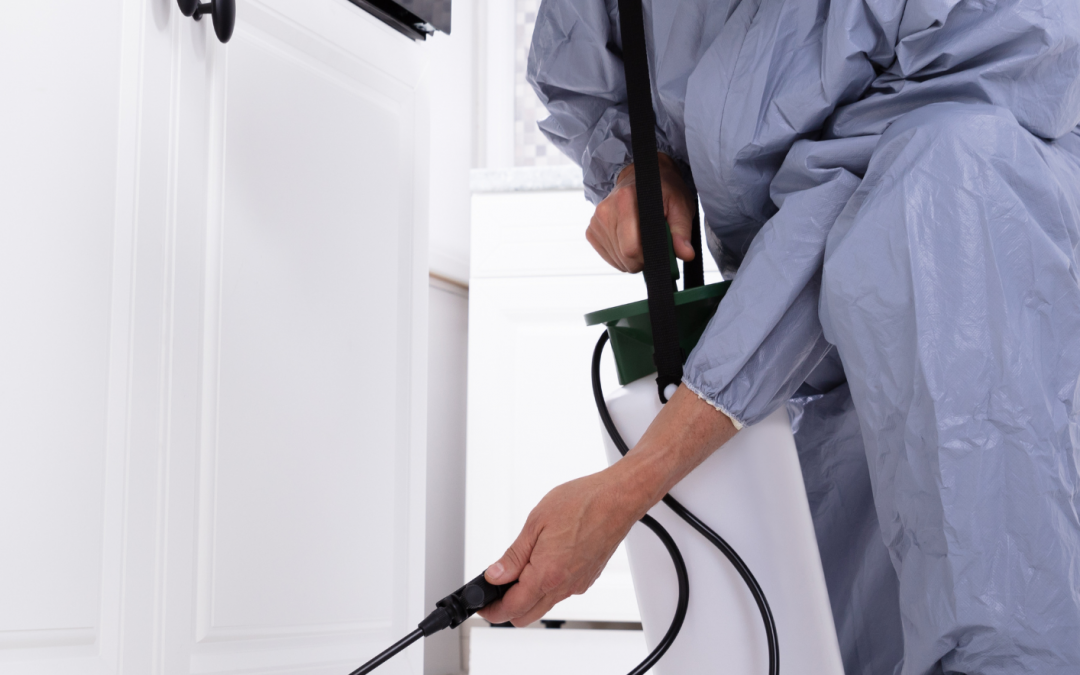 Cafards (blattes) : les signes d’une infestation cachée et le traitement professionnel garanti sans danger pour votre foyer