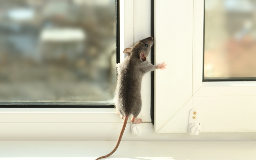 Rats, souris : comment prévenir l&rsquo;infestation de rongeurs et sécuriser votre foyer avant l’arrivée du froid