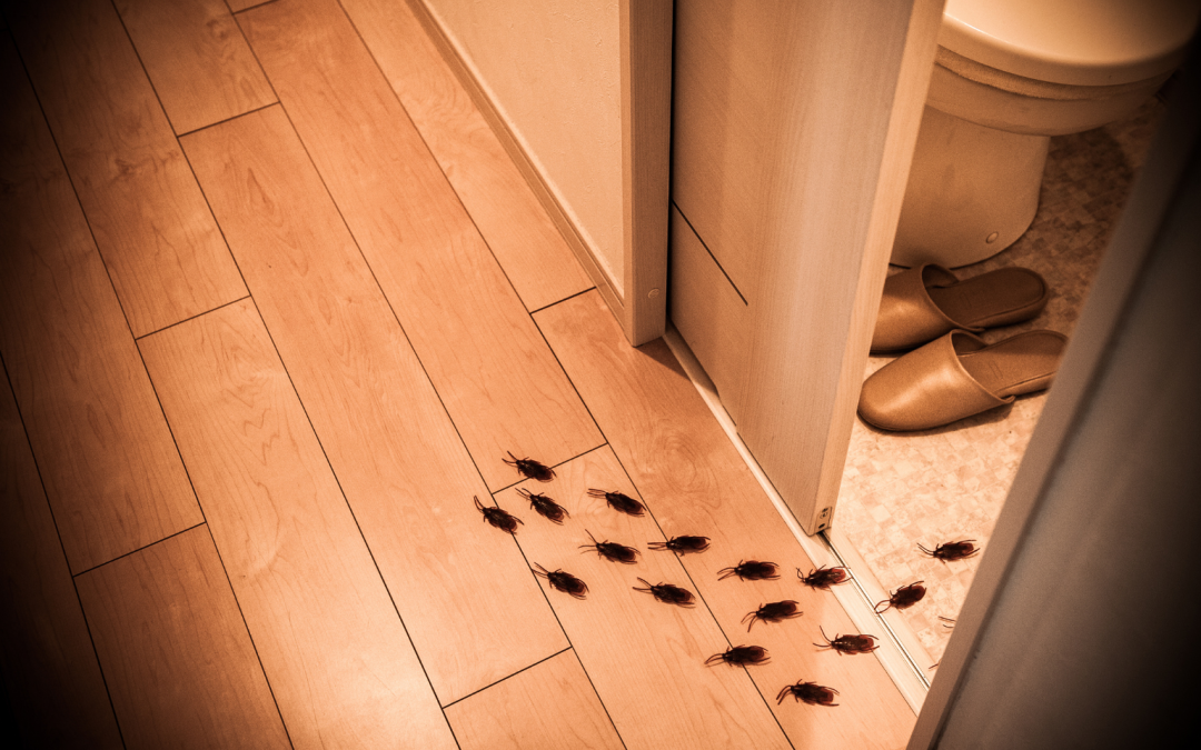 Cafards (blattes) : les signes d’une infestation cachée et le traitement professionnel garanti sans danger pour votre foyer