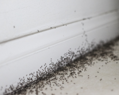 Infestation de nuisibles : les erreurs qui les attirent chez vous